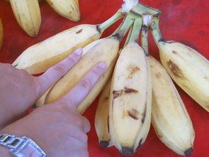 桂林新婚吃瓜,吃瓜群众见证幸福时光 第2张 桂林新婚吃瓜,吃瓜群众见证幸福时光 第2张